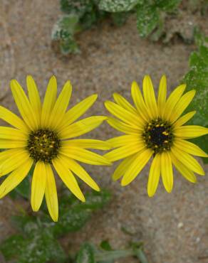 Fotografia 19 da espécie Arctotheca calendula no Jardim Botânico UTAD