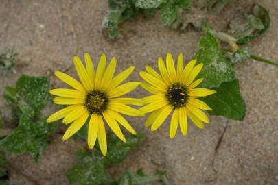 Fotografia da espécie Arctotheca calendula