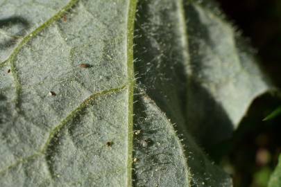 Fotografia da espécie Arctotheca calendula