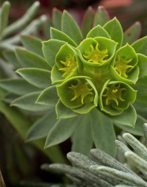 Fotografia 13 da espécie Euphorbia portlandica no Jardim Botânico UTAD