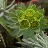 Fotografia 13 da espécie Euphorbia portlandica do Jardim Botânico UTAD