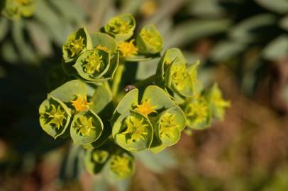 Fotografia da espécie Euphorbia portlandica