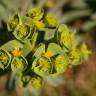 Fotografia 1 da espécie Euphorbia portlandica do Jardim Botânico UTAD