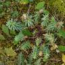 Fotografia 15 da espécie Euphorbia portlandica do Jardim Botânico UTAD