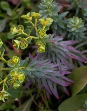 Fotografia 16 da espécie Euphorbia portlandica no Jardim Botânico UTAD