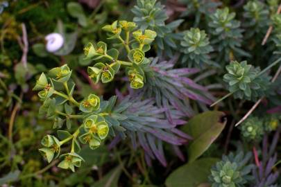 Fotografia da espécie Euphorbia portlandica