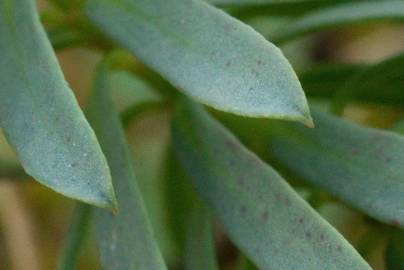 Fotografia da espécie Euphorbia portlandica