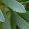 Fotografia 17 da espécie Euphorbia portlandica do Jardim Botânico UTAD