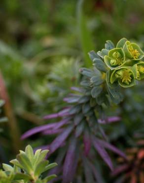 Fotografia 19 da espécie Euphorbia portlandica no Jardim Botânico UTAD