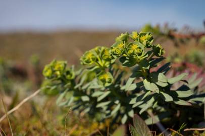 Fotografia da espécie Euphorbia portlandica