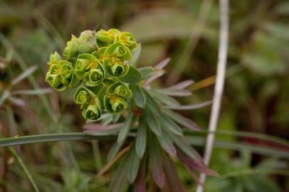Fotografia da espécie Euphorbia portlandica