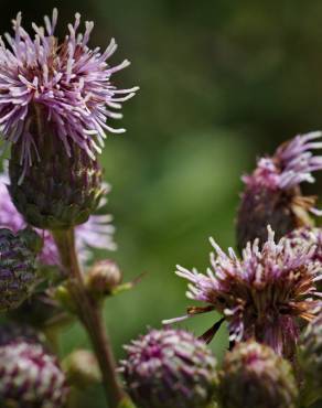 Fotografia 12 da espécie Cirsium arvense no Jardim Botânico UTAD