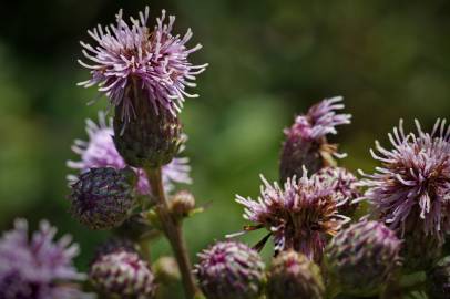 Fotografia da espécie Cirsium arvense