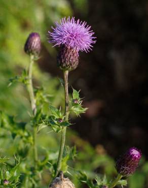 Fotografia 13 da espécie Cirsium arvense no Jardim Botânico UTAD