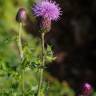 Fotografia 13 da espécie Cirsium arvense do Jardim Botânico UTAD