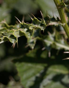 Fotografia 14 da espécie Cirsium arvense no Jardim Botânico UTAD