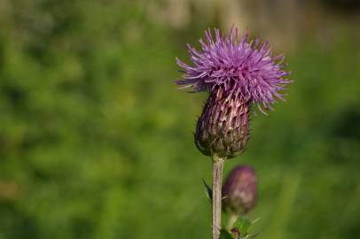 Fotografia da espécie Cirsium arvense