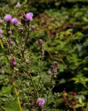 Fotografia 16 da espécie Cirsium arvense no Jardim Botânico UTAD