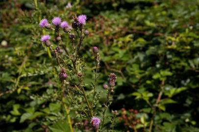 Fotografia da espécie Cirsium arvense