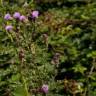 Fotografia 16 da espécie Cirsium arvense do Jardim Botânico UTAD