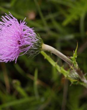 Fotografia 17 da espécie Cirsium arvense no Jardim Botânico UTAD