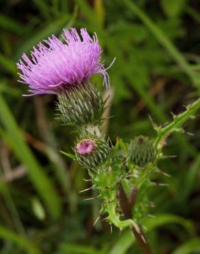 Fotografia 18 da espécie Cirsium arvense no Jardim Botânico UTAD