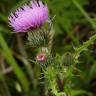 Fotografia 18 da espécie Cirsium arvense do Jardim Botânico UTAD