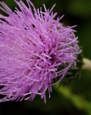 Fotografia 19 da espécie Cirsium arvense no Jardim Botânico UTAD