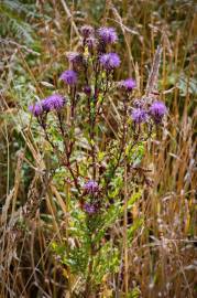 Fotografia da espécie Cirsium arvense