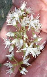 Fotografia da espécie Crassula lactea