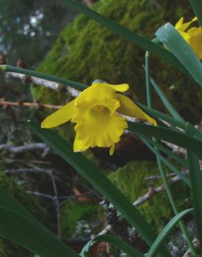 Fotografia 18 da espécie Narcissus asturiensis no Jardim Botânico UTAD