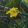 Fotografia 18 da espécie Narcissus asturiensis do Jardim Botânico UTAD