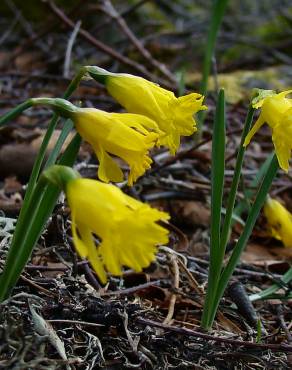 Fotografia 19 da espécie Narcissus asturiensis no Jardim Botânico UTAD