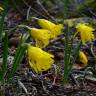 Fotografia 19 da espécie Narcissus asturiensis do Jardim Botânico UTAD