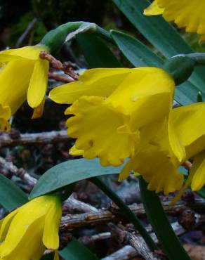 Fotografia 20 da espécie Narcissus asturiensis no Jardim Botânico UTAD