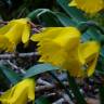 Fotografia 20 da espécie Narcissus asturiensis do Jardim Botânico UTAD