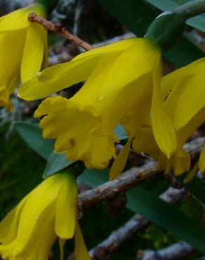 Fotografia 21 da espécie Narcissus asturiensis no Jardim Botânico UTAD