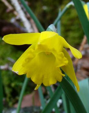 Fotografia 22 da espécie Narcissus asturiensis no Jardim Botânico UTAD