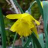 Fotografia 22 da espécie Narcissus asturiensis do Jardim Botânico UTAD