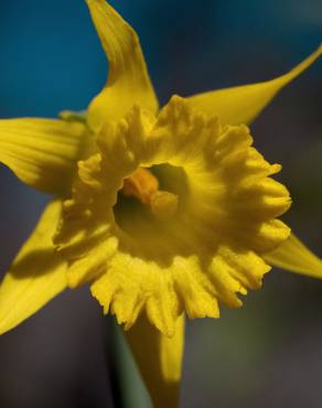 Fotografia 23 da espécie Narcissus asturiensis no Jardim Botânico UTAD
