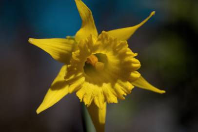 Fotografia da espécie Narcissus asturiensis