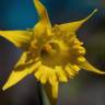 Fotografia 23 da espécie Narcissus asturiensis do Jardim Botânico UTAD