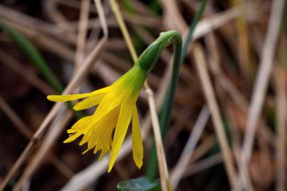 Fotografia da espécie Narcissus asturiensis