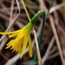 Fotografia 24 da espécie Narcissus asturiensis do Jardim Botânico UTAD