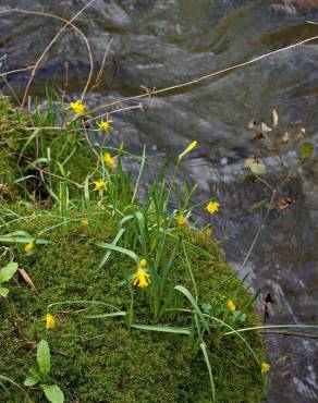 Fotografia 25 da espécie Narcissus asturiensis no Jardim Botânico UTAD