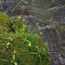 Fotografia 25 da espécie Narcissus asturiensis do Jardim Botânico UTAD