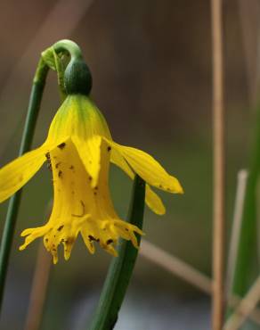 Fotografia 26 da espécie Narcissus asturiensis no Jardim Botânico UTAD