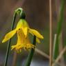 Fotografia 26 da espécie Narcissus asturiensis do Jardim Botânico UTAD