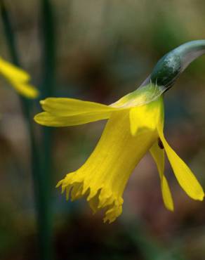 Fotografia 27 da espécie Narcissus asturiensis no Jardim Botânico UTAD