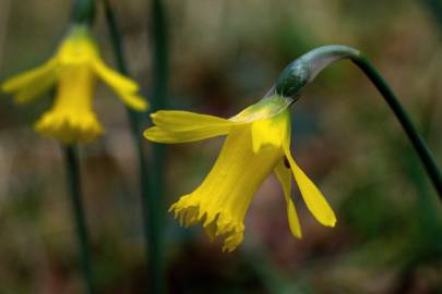 Fotografia da espécie Narcissus asturiensis